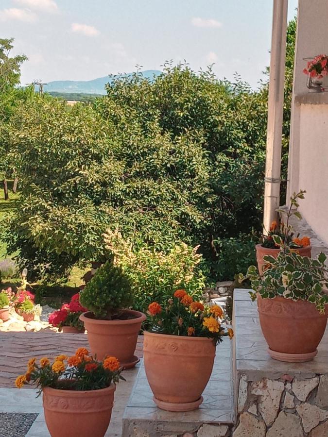Tokaj Hill Panorama Guesthouse Szerencs Εξωτερικό φωτογραφία
