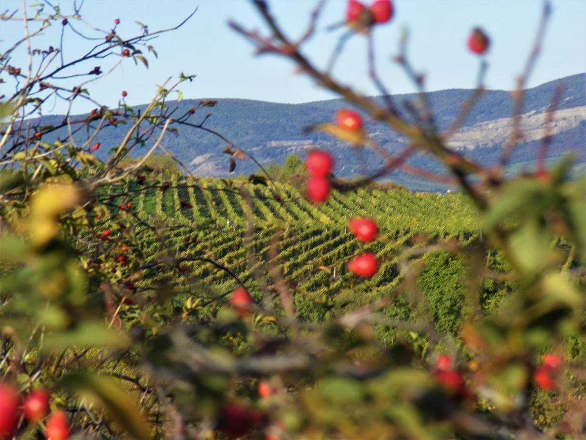 Tokaj Hill Panorama Guesthouse Szerencs Εξωτερικό φωτογραφία