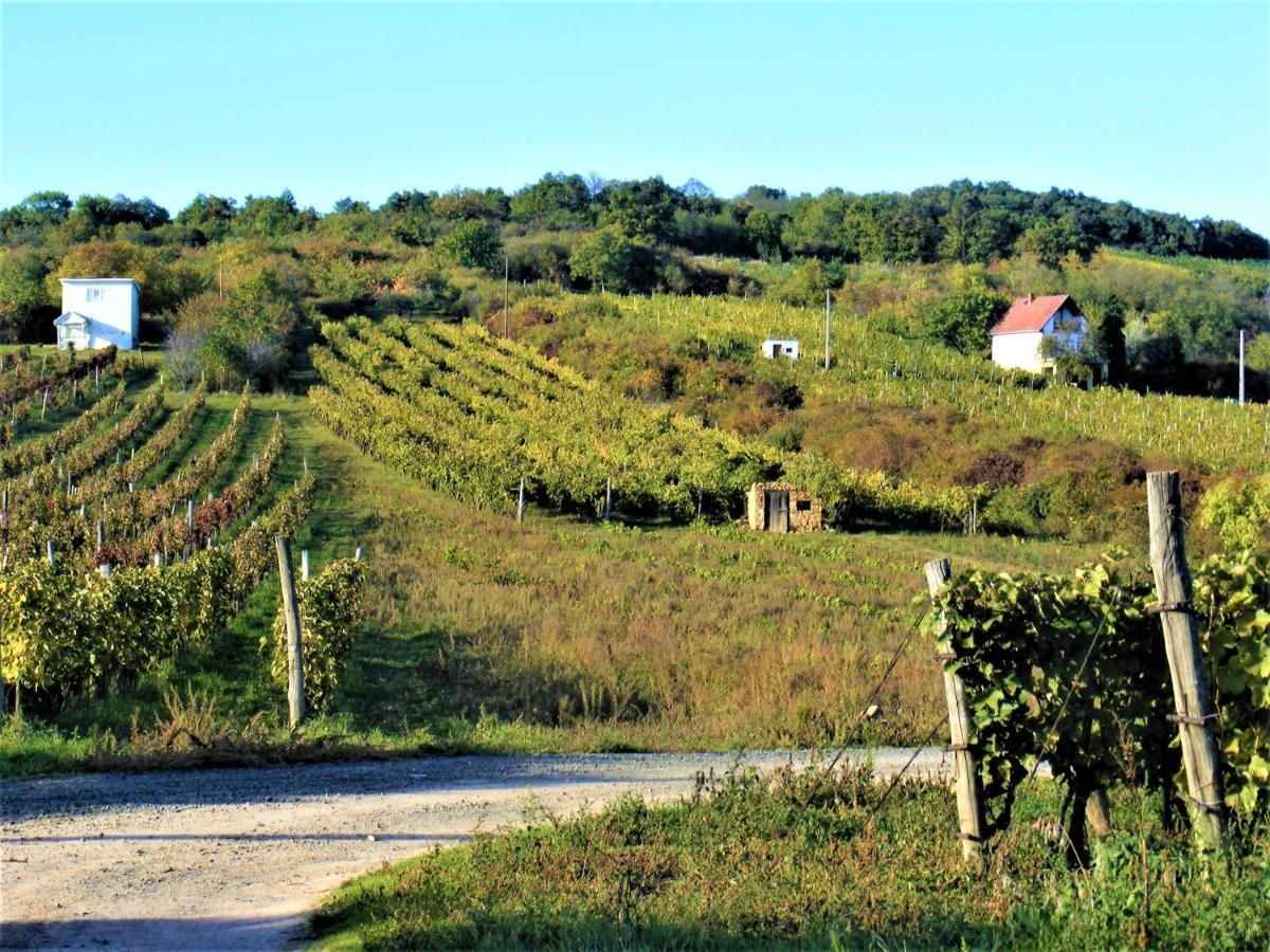 Tokaj Hill Panorama Guesthouse Szerencs Εξωτερικό φωτογραφία